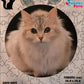 Rompecabezas Pers.Gatitos  C:69.12 Puzzles Peru